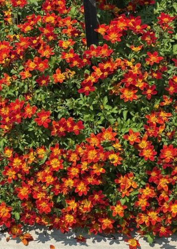 Bidens 'blazing Embers' - View 11 from www redcrocus com