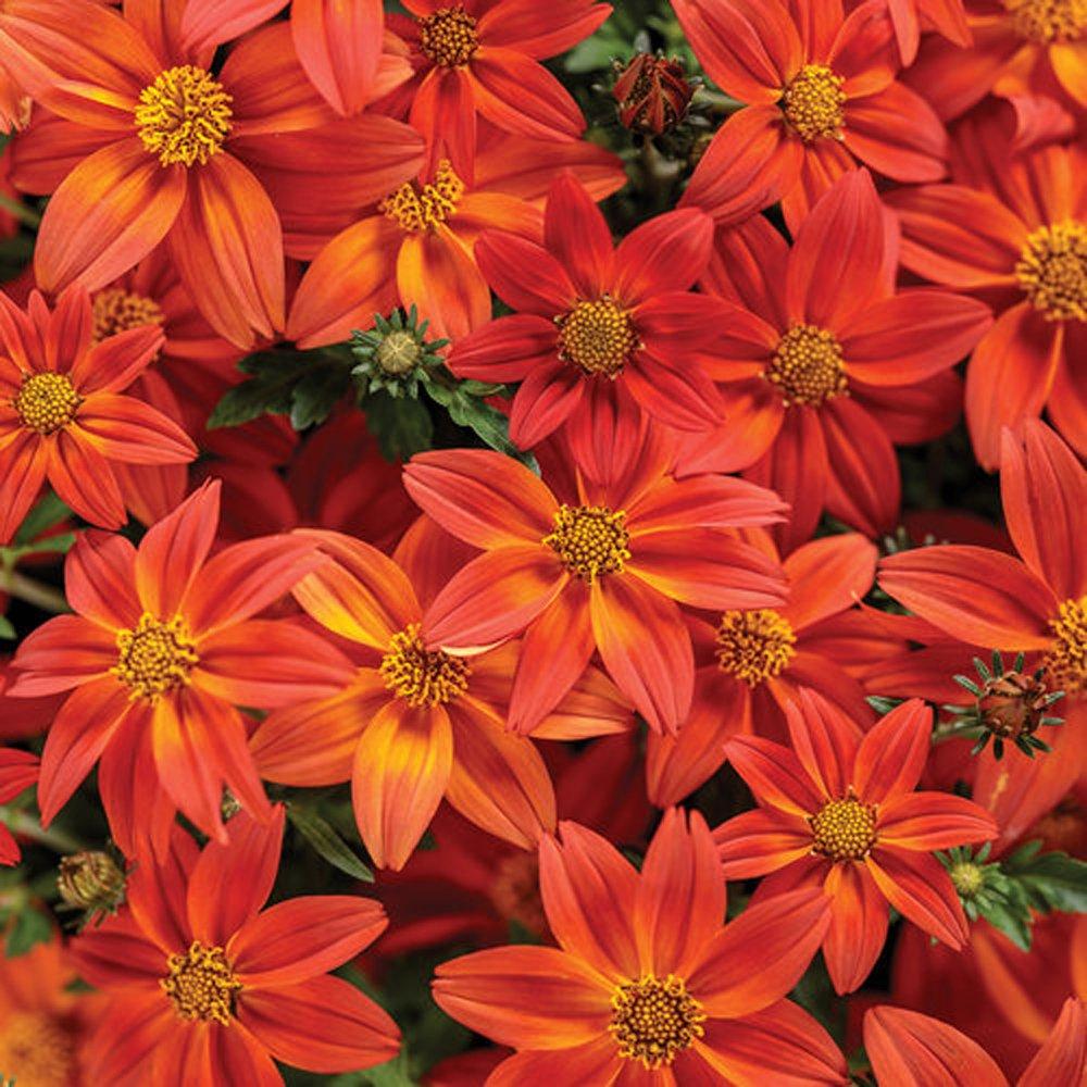 Bidens 'blazing Embers' - View 13 from www redcrocus com