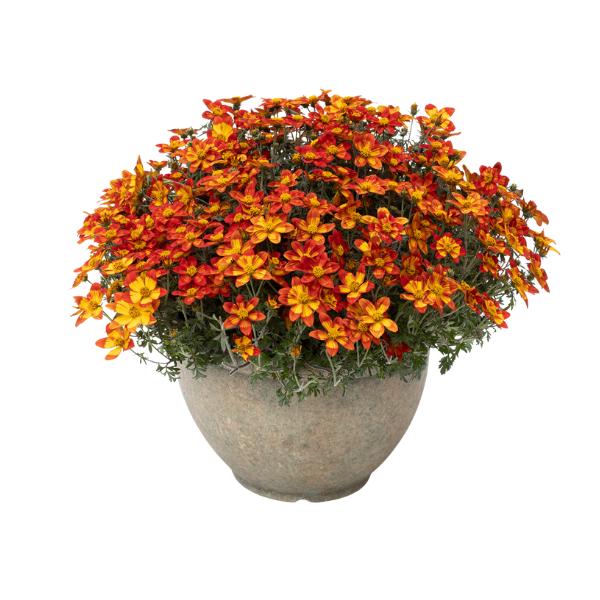 Bidens 'blazing Embers' - View 14 from www redcrocus com