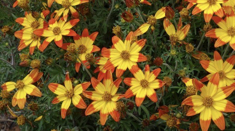 Bidens 'blazing Embers' - View 16 from www redcrocus com