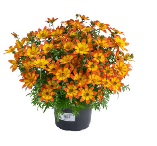 Bidens 'blazing Embers' - View 1 from www redcrocus com