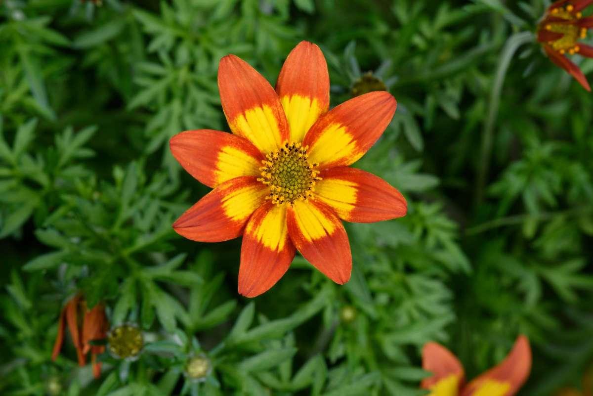 Bidens 'blazing Embers' - View 2 from www redcrocus com