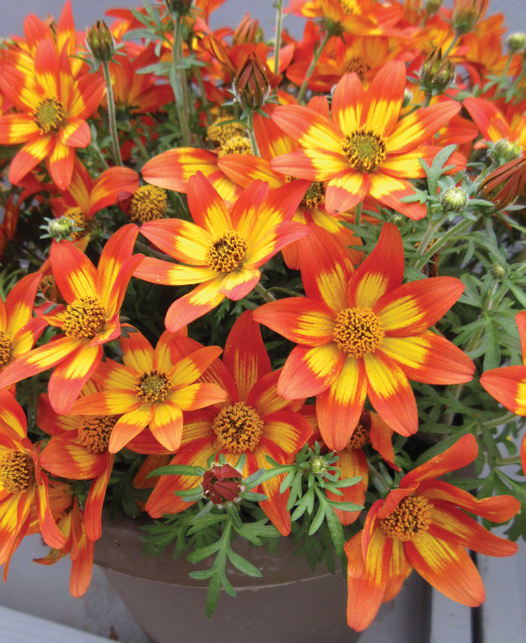 Bidens 'blazing Embers' - View 5 from www redcrocus com