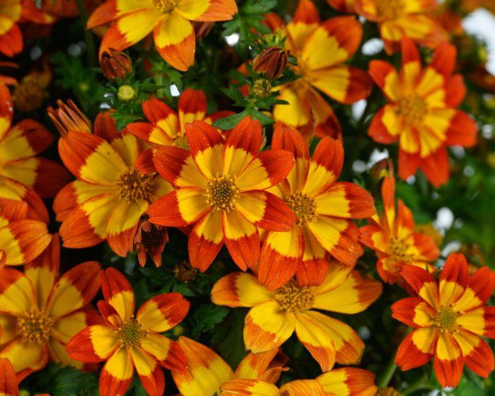 Bidens 'blazing Embers' - View 6 from www redcrocus com