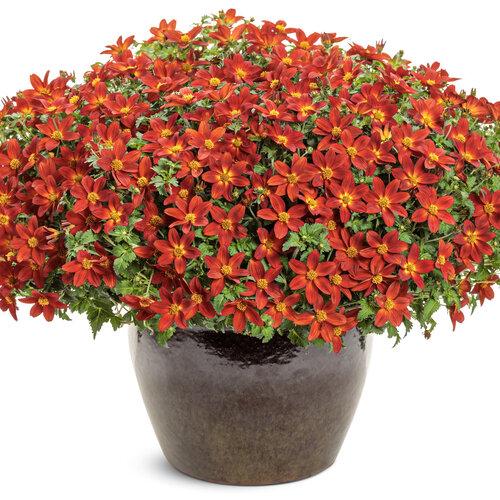 Bidens 'blazing Embers' - View 7 from www redcrocus com