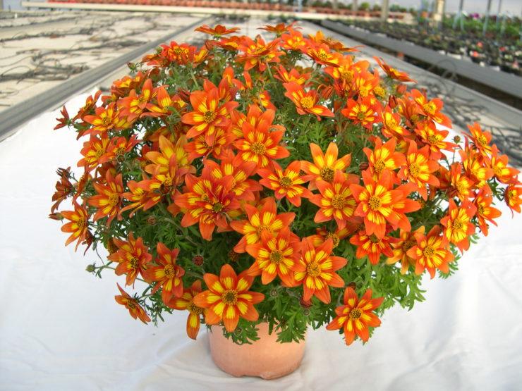 Bidens 'blazing Embers' - View 8 from www redcrocus com