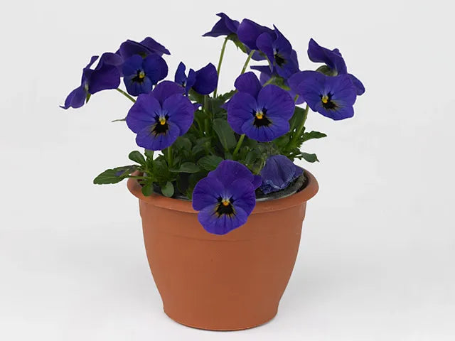 Viola Cornuta 'sorbet Xp Blue Blotch' - View 7 from www redcrocus com