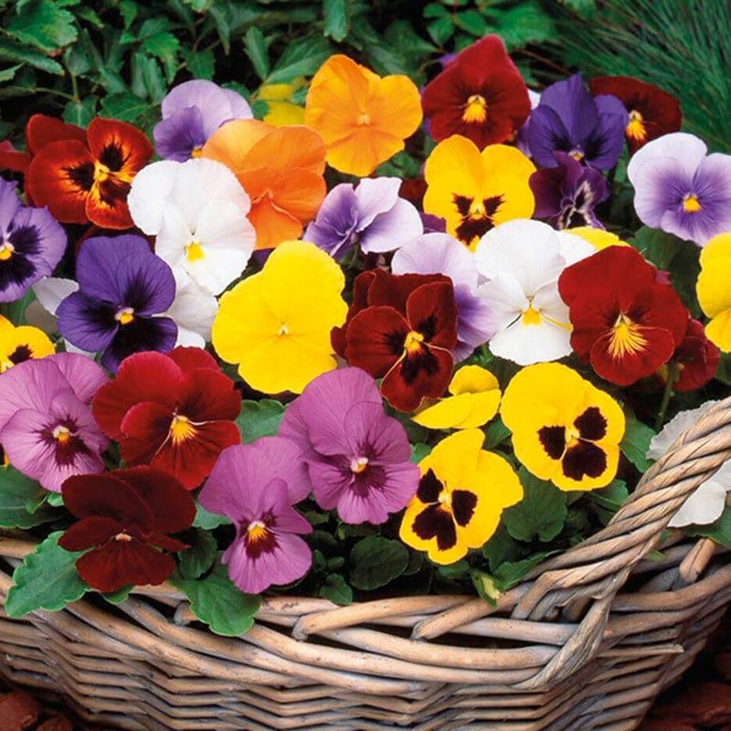 Viola 'sorbet Xp Harvest Mix' - View 11 from www redcrocus com