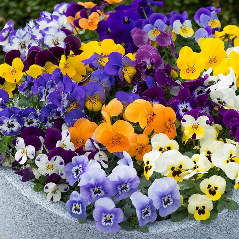 Viola 'sorbet Xp Harvest Mix' - View 16 from www redcrocus com