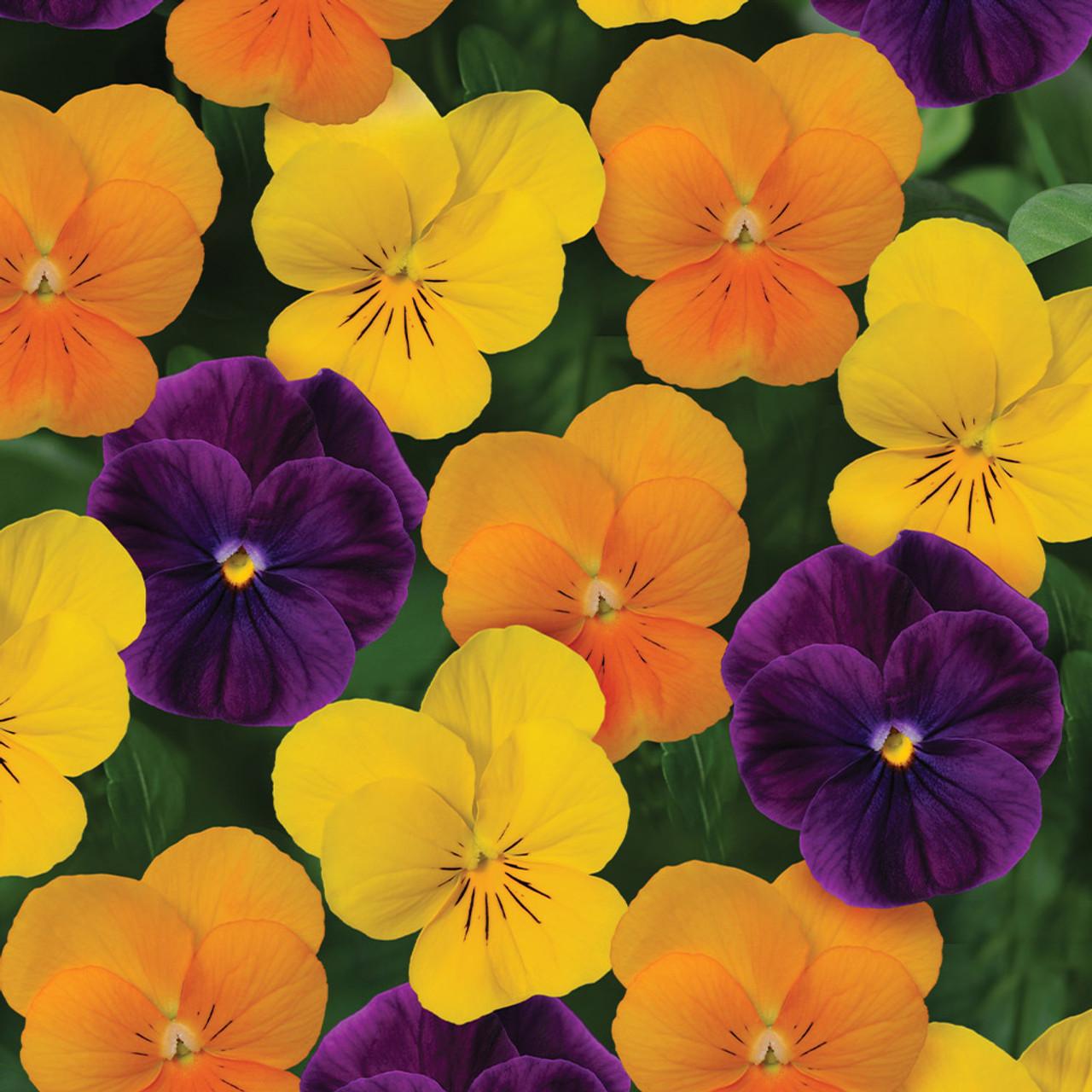 Viola 'sorbet Xp Harvest Mix' - View 6 from www redcrocus com