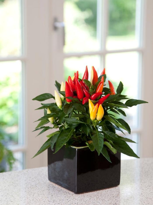 Pepper, Ornamental 'joker' - View 1 from www redcrocus com