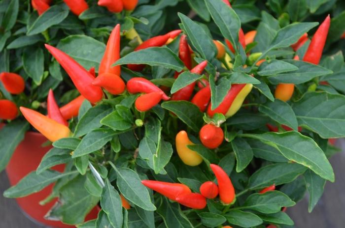 Pepper, Ornamental 'joker' - View 2 from www redcrocus com