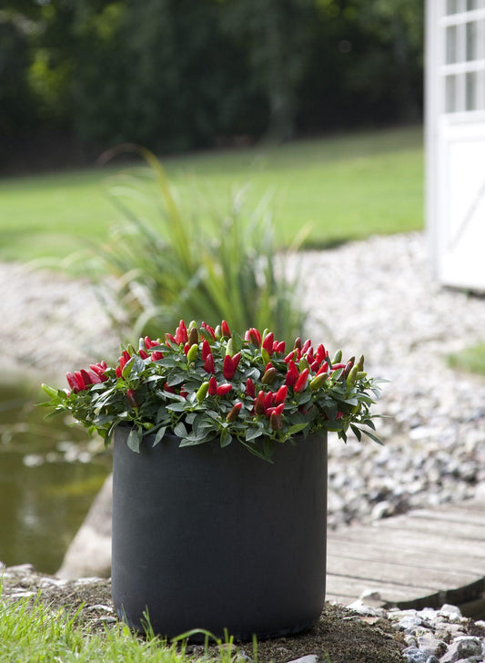 Pepper, Ornamental 'cupala' - View 1 from www redcrocus com