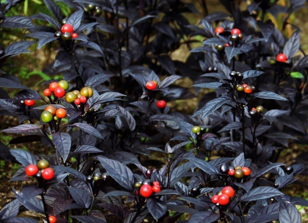Pepper, Ornamental 'wicked' - View 6 from www redcrocus com
