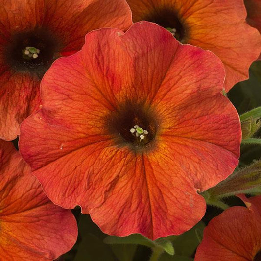 Petchoa 'supercal Premium Cinnamon' - View 1 from www redcrocus com