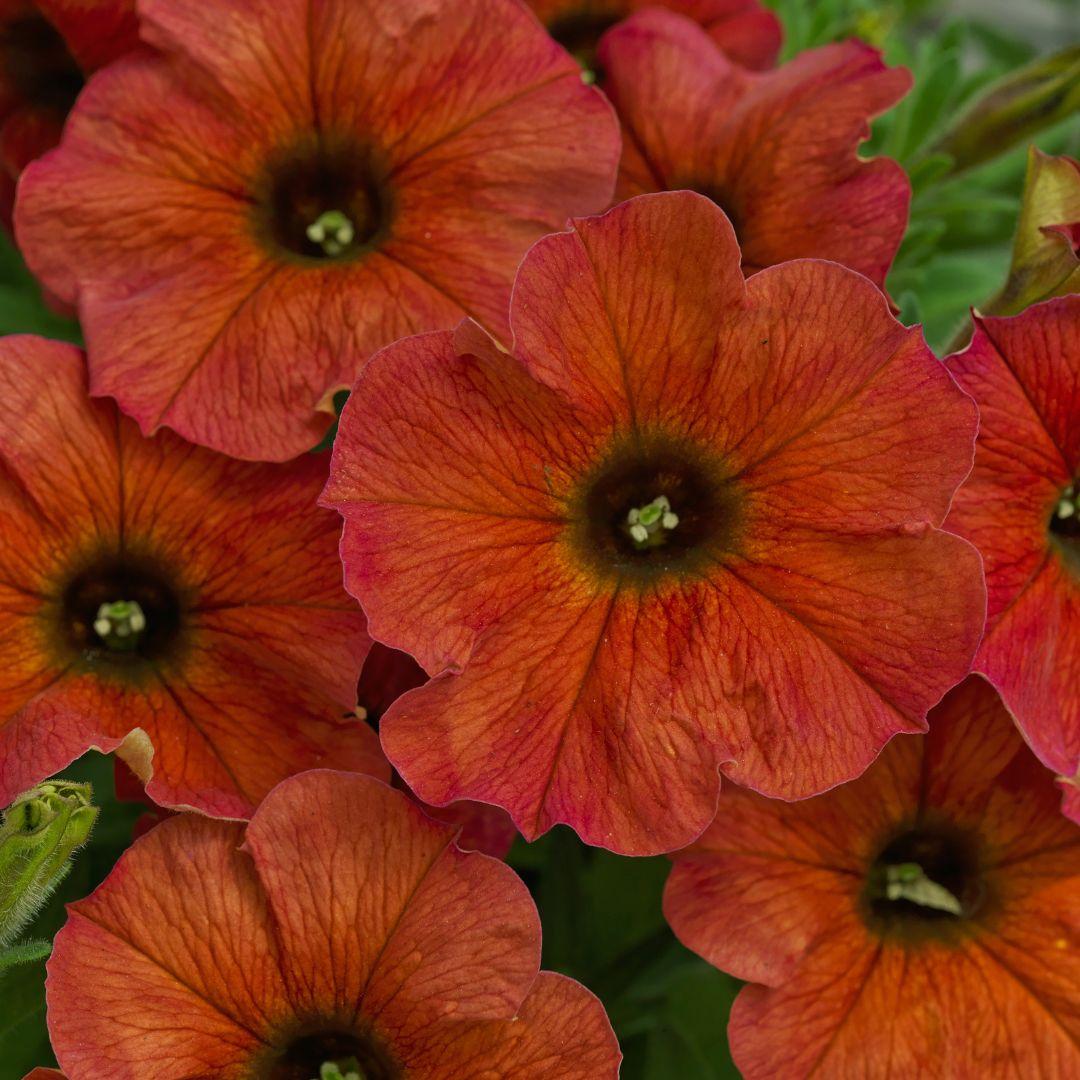 Petchoa 'supercal Premium Sunset Orange' - View 10 from www redcrocus com