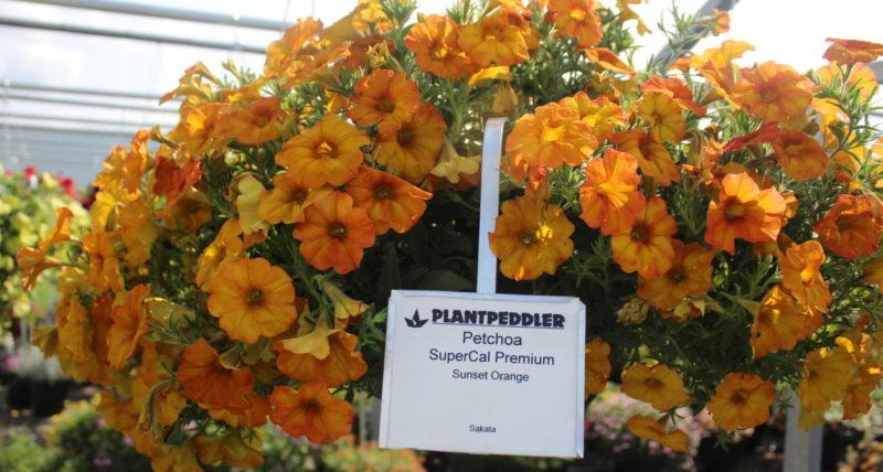 Petchoa 'supercal Premium Sunset Orange' - View 11 from www redcrocus com