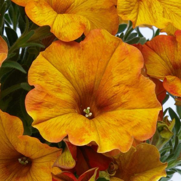 Petchoa 'supercal Premium Sunset Orange' - View 1 from www redcrocus com