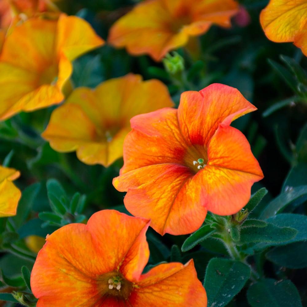 Petchoa 'supercal Premium Sunset Orange' - View 2 from www redcrocus com