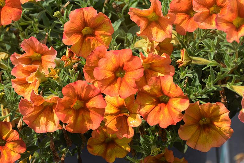 Petchoa 'supercal Premium Sunset Orange' - View 3 from www redcrocus com
