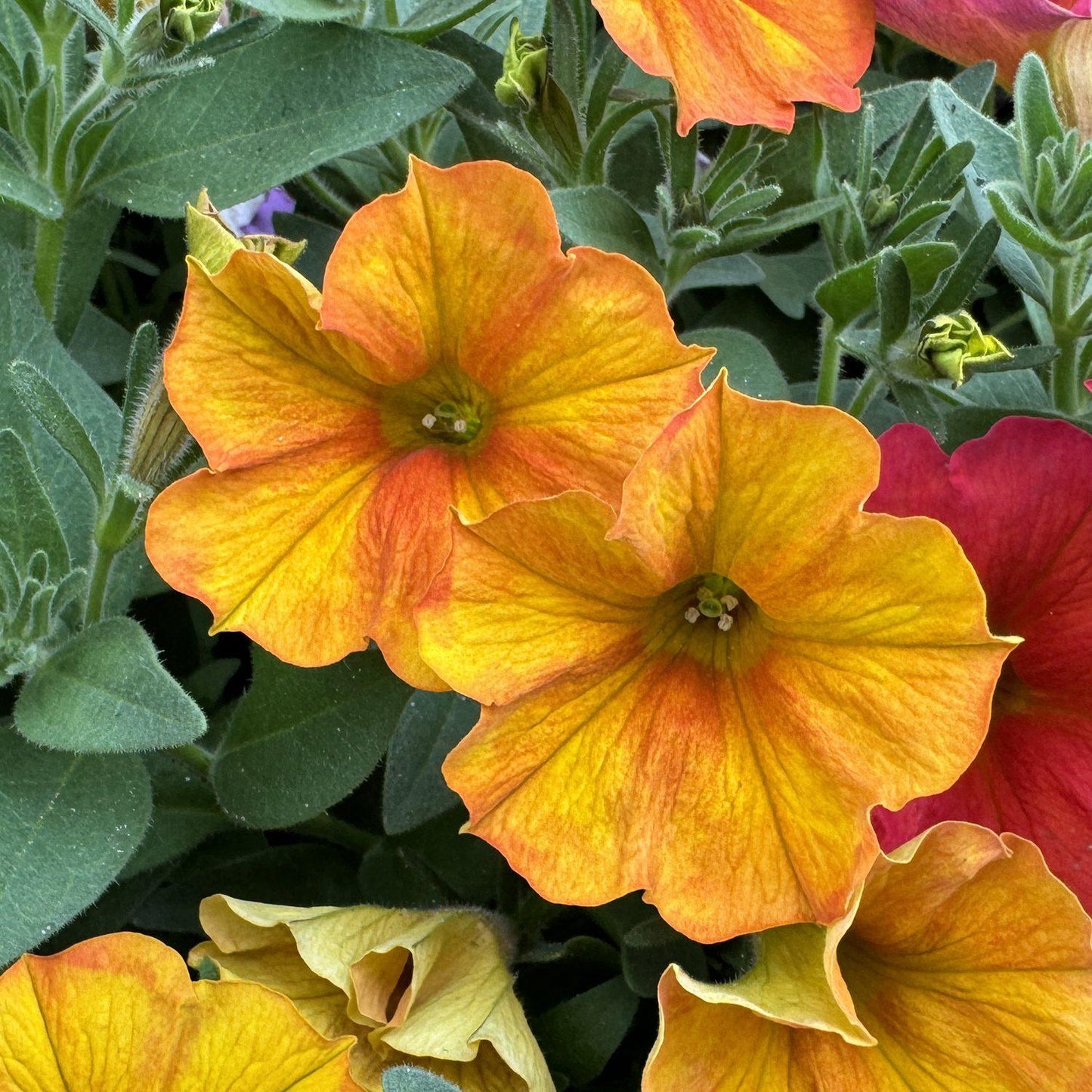 Petchoa 'supercal Premium Sunset Orange' - View 4 from www redcrocus com