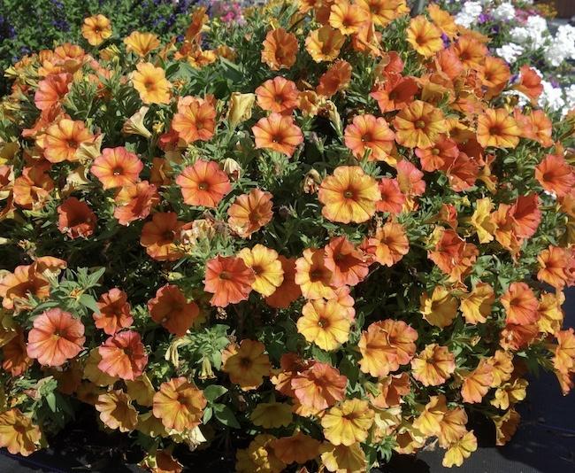 Petchoa 'supercal Premium Sunset Orange' - View 5 from www redcrocus com