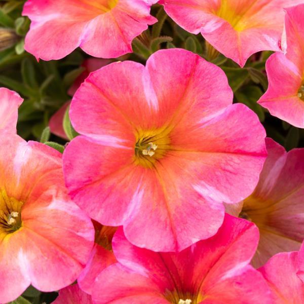 Petchoa 'supercal Premium Sunset Orange' - View 6 from www redcrocus com