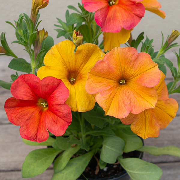 Petchoa 'supercal Premium Sunset Orange' - View 7 from www redcrocus com