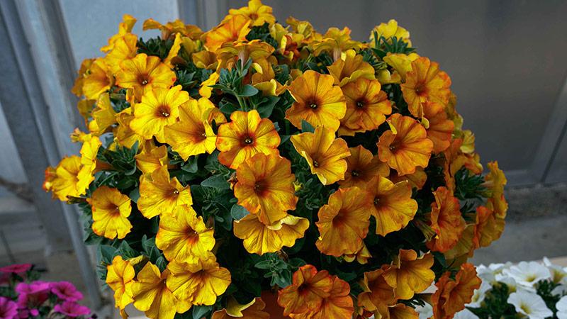 Petchoa 'supercal Premium Sunset Orange' - View 7 from www redcrocus com