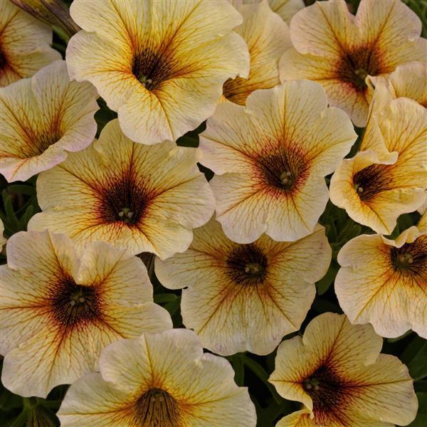 Petchoa 'supercal Premium Sunset Orange' - View 8 from www redcrocus com