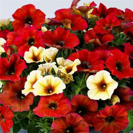 Petchoa 'supercal Premium Yellow Sun' - View 10 from www redcrocus com