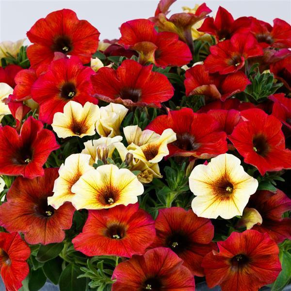 Petchoa 'supercal Premium Yellow Sun' - View 10 from www redcrocus com