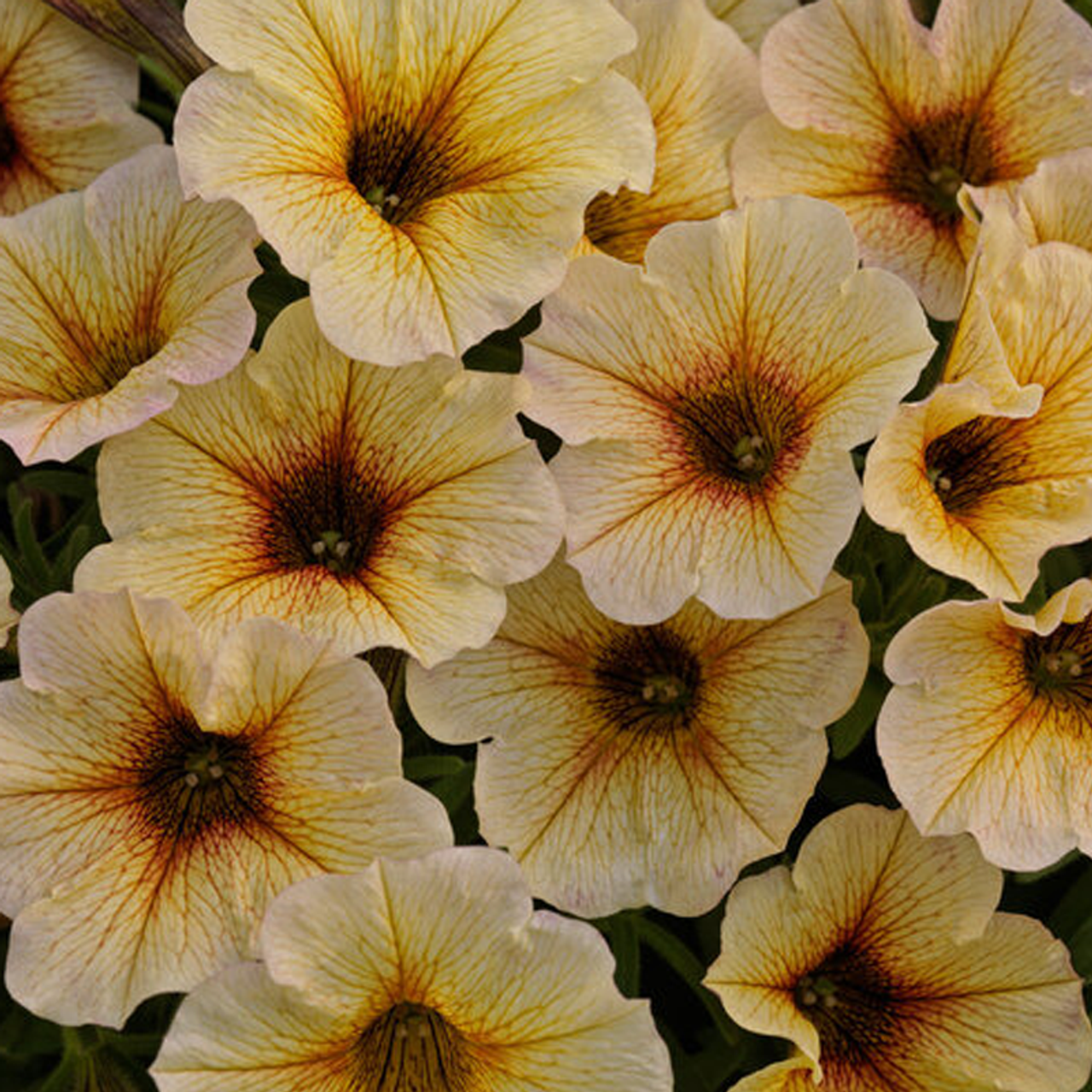 Petchoa 'supercal Premium Yellow Sun' - View 11 from www redcrocus com