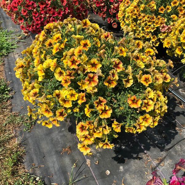 Petchoa 'supercal Premium Yellow Sun' - View 11 from www redcrocus com