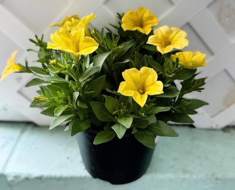 Petchoa 'supercal Premium Yellow Sun' - View 12 from www redcrocus com