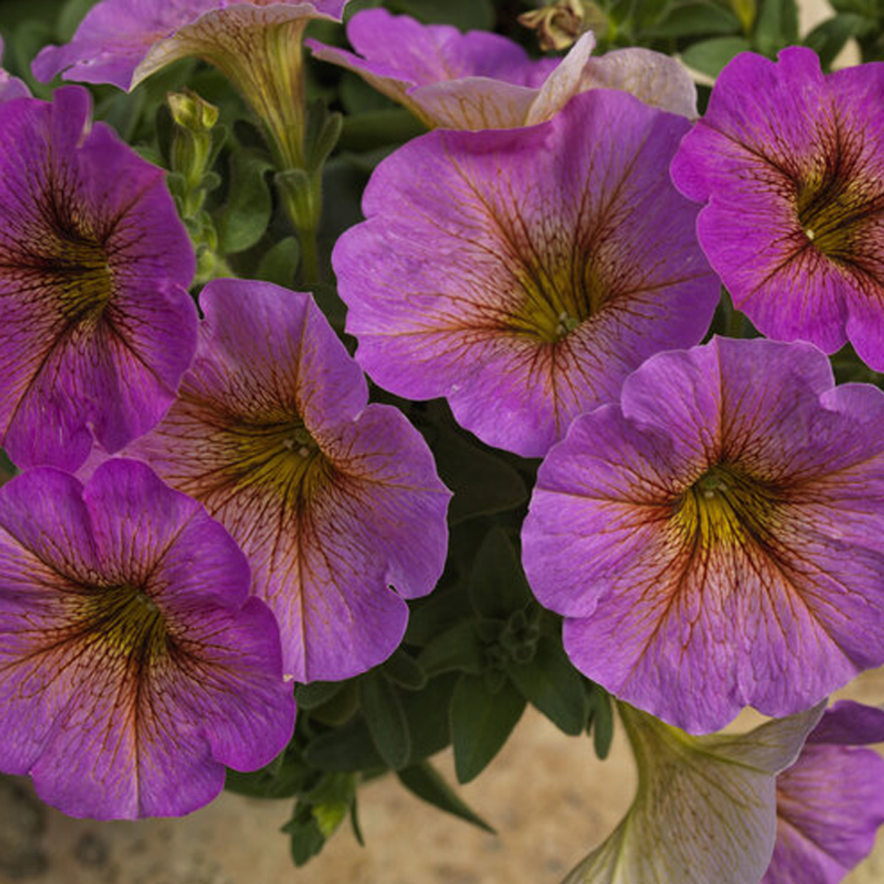 Petchoa 'supercal Premium Yellow Sun' - View 12 from www redcrocus com