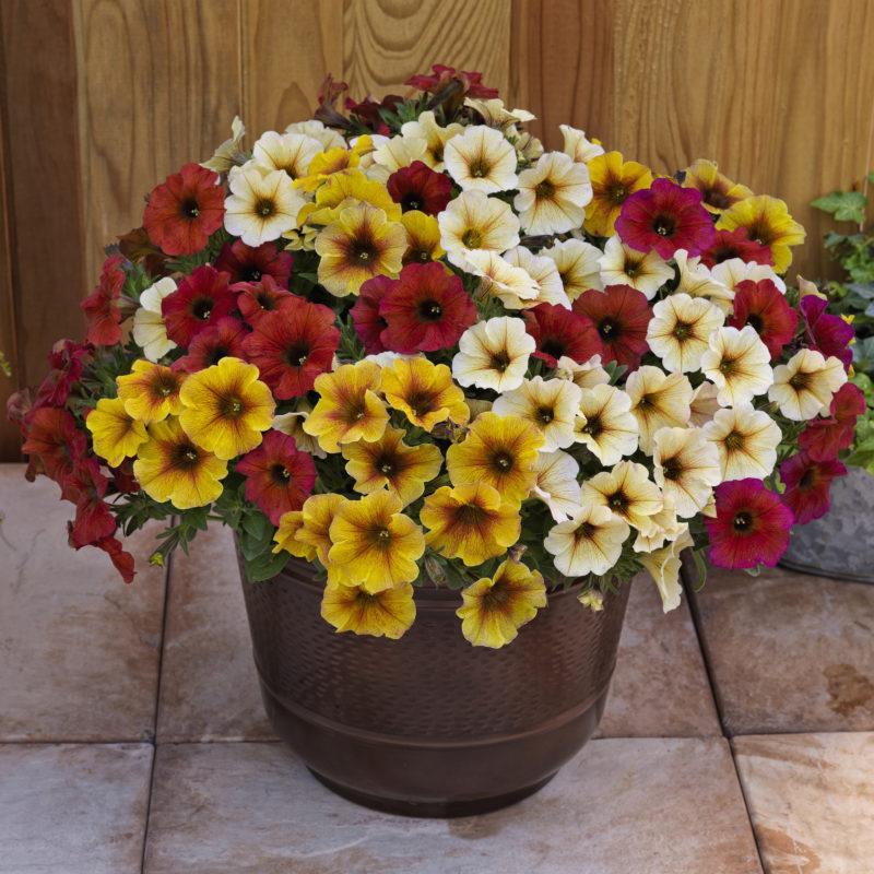 Petchoa 'supercal Premium Yellow Sun' - View 14 from www redcrocus com