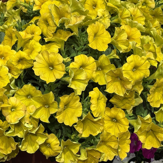 Petchoa 'supercal Premium Yellow Sun' - View 1 from www redcrocus com