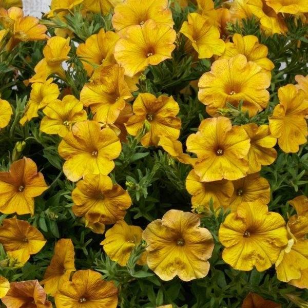 Petchoa 'supercal Premium Yellow Sun' - View 2 from www redcrocus com