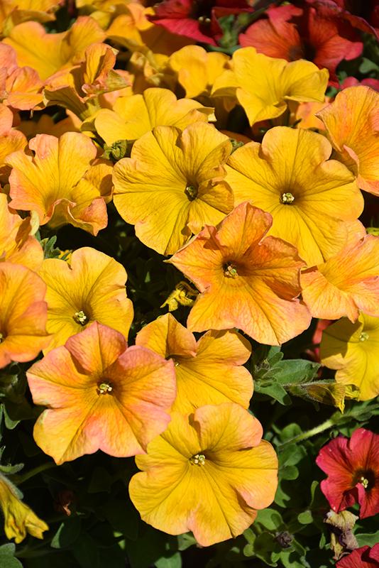 Petchoa 'supercal Premium Yellow Sun' - View 3 from www redcrocus com