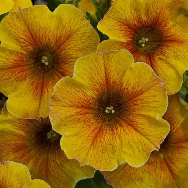Petchoa 'supercal Premium Yellow Sun' - View 4 from www redcrocus com