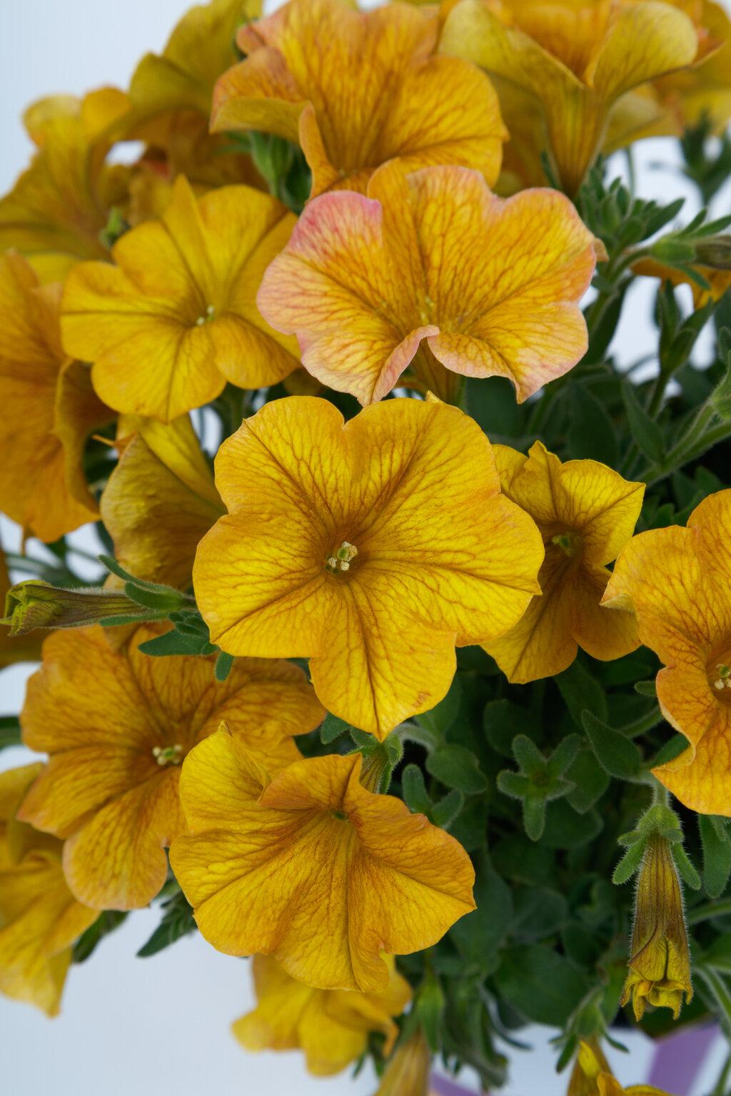 Petchoa 'supercal Premium Yellow Sun' - View 5 from www redcrocus com