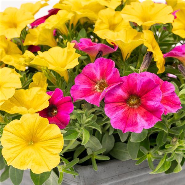 Petchoa 'supercal Premium Yellow Sun' - View 6 from www redcrocus com