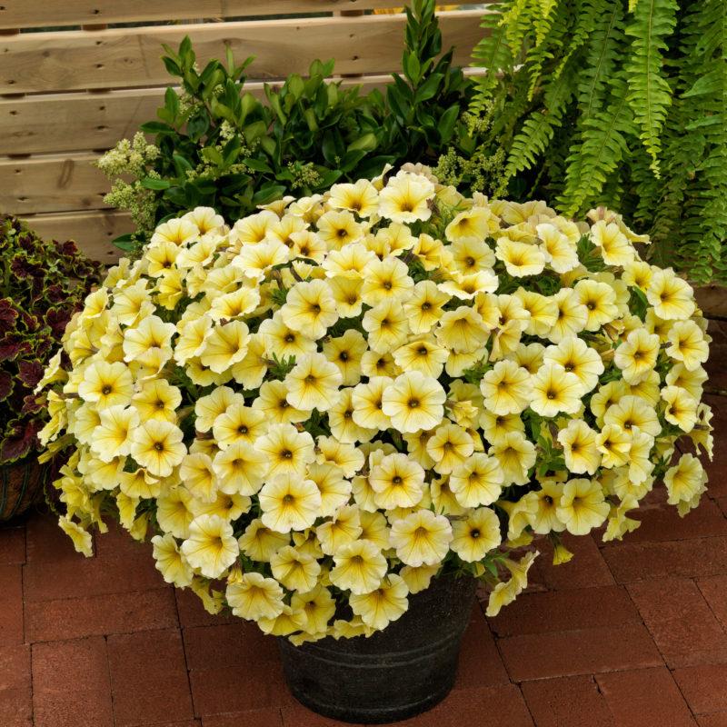 Petchoa 'supercal Premium Yellow Sun' - View 7 from www redcrocus com