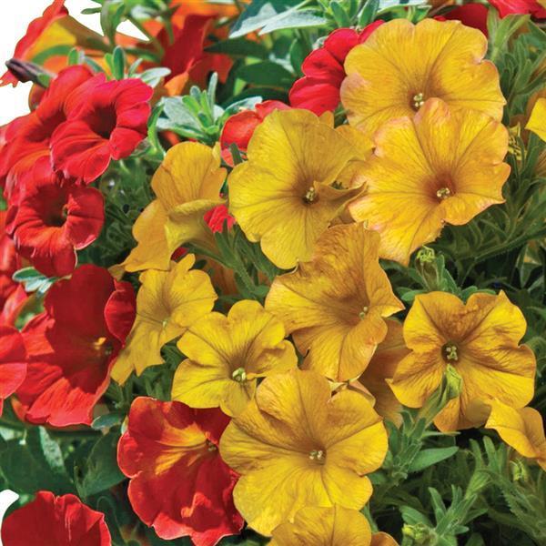 Petchoa 'supercal Premium Yellow Sun' - View 8 from www redcrocus com