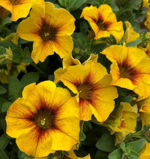 Petchoa 'supercal Premium Yellow Sun' - View 9 from www redcrocus com