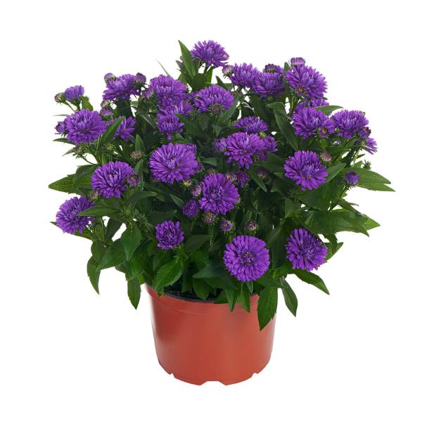 Aster Novi Belgii 'showmakers Lilac Sunset' - View 11 from www redcrocus com