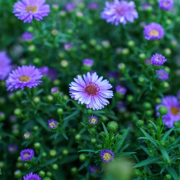 Aster Novi Belgii 'showmakers Lilac Sunset' - View 14 from www redcrocus com