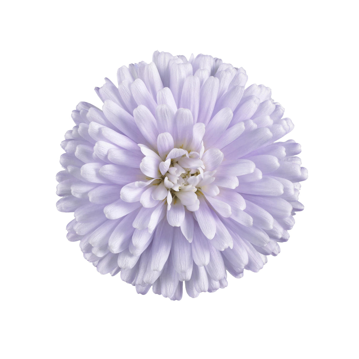 Aster Novi Belgii 'showmakers Lilac Sunset' - View 15 from www redcrocus com