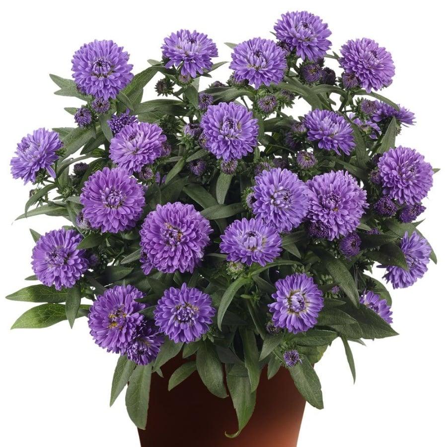 Aster Novi Belgii 'showmakers Lilac Sunset' - View 18 from www redcrocus com
